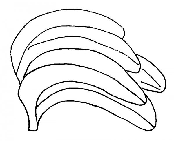 banany_800_600_jpg.jpg