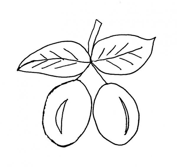 svestky3_800_600_jpg.jpg